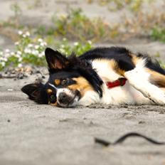 Border collie Saga
