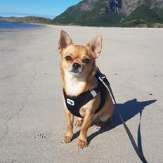 Chihuahua Mia