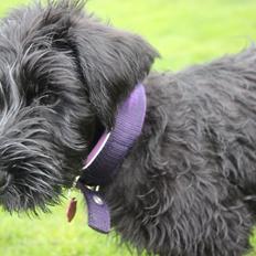 Riesenschnauzer Dibomba's Ekanite Neytiri