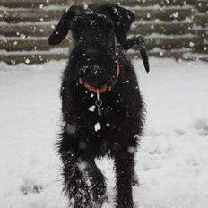 Riesenschnauzer Einstein Eray Vom Ravener Forst