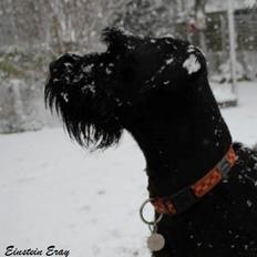 Riesenschnauzer Einstein Eray Vom Ravener Forst
