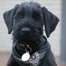 Riesenschnauzer Einstein Eray Vom Ravener Forst