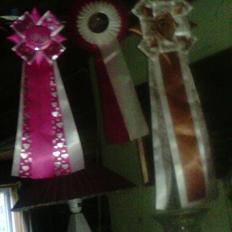 Pomeranian Anes Rødtop