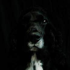 Cocker spaniel Koma