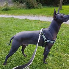 Xoloitzcuintle Veloz Naglis 