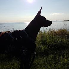 Xoloitzcuintle Veloz Naglis 