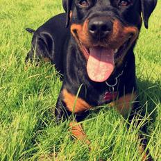 Rottweiler Ashley