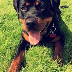 Rottweiler Ashley