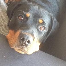 Rottweiler Ashley