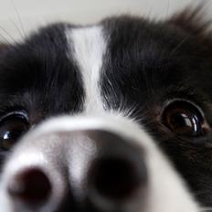 Border collie Bella - Divenzie's Arabella [Himmelhund]