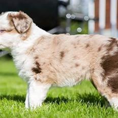Miniature American Shepherd LilSunKiss Queen Bee - Jitsu