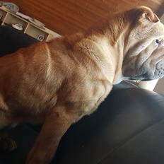 Shar pei Aiko