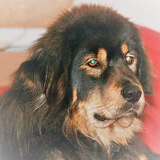 Tibetansk mastiff Dharma