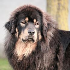 Tibetansk mastiff Dharma