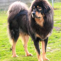 Tibetansk mastiff Dharma