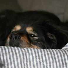Tibetansk mastiff Himmelhund Tesla