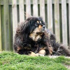 Tibetansk mastiff Himmelhund Tesla
