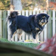 Tibetansk mastiff Himmelhund Tesla