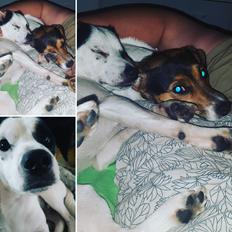 Dansk svensk gaardhund Uffe