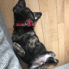 Blanding af racer Nellie