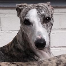 Whippet Bianchi