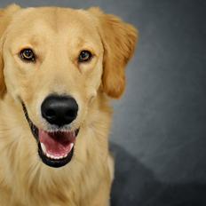 Golden retriever Atlas (Gia's Golden Atlas)