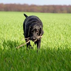 Labrador retriever Eshøjs Trille