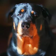 Rottweiler Emmie