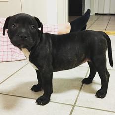 Staffordshire bull terrier Nellie