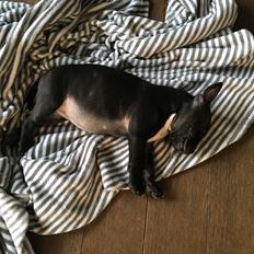 Staffordshire bull terrier Nellie