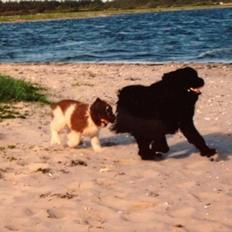 Newfoundlænder Jolly