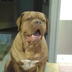 Dogue de bordeaux Wilma