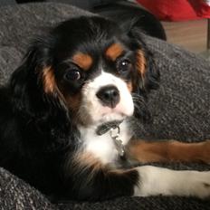 Cavalier king charles spaniel Liane's Tia Lucia