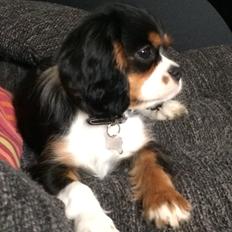 Cavalier king charles spaniel Liane's Tia Lucia