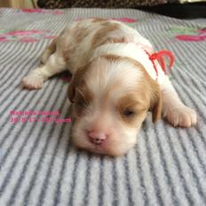 Cavalier king charles spaniel Malekits Kandis