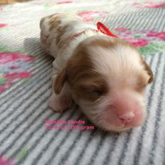 Cavalier king charles spaniel Malekits Kandis