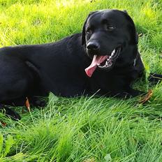 Labrador retriever Balder (Sympa Emil)