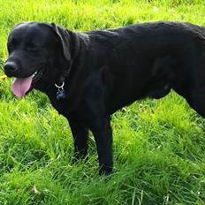 Labrador retriever Balder (Sympa Emil)