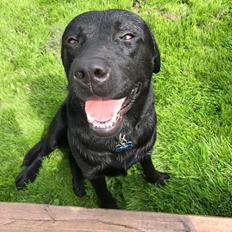 Labrador retriever Balder (Sympa Emil)