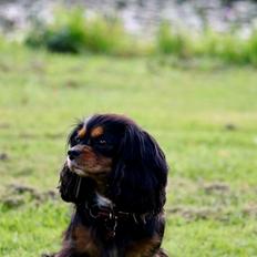 Cavalier king charles spaniel Molly