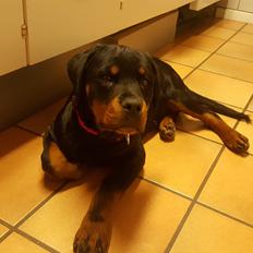Rottweiler Fiona 