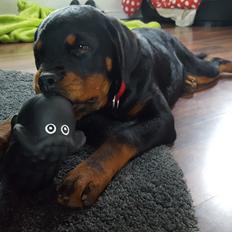 Rottweiler Fiona 