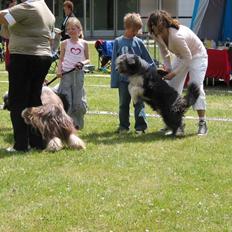 Bearded collie Shetlanas Independent Baloo (Baloo)