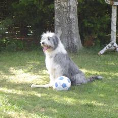 Bearded collie Shetlanas Independent Baloo (Baloo)