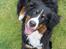 Berner sennenhund lillefix