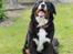 Berner sennenhund lillefix