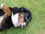 Berner sennenhund lillefix