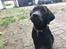 Labrador retriever Freddy