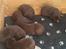 Labrador retriever Ziva - 18 dage