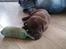 Labrador retriever Ziva - 49 dage